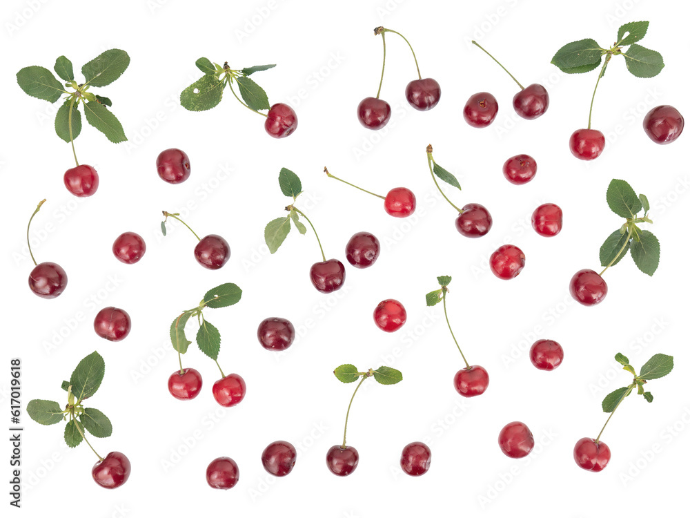 Garden cherries fresh from the tree. Not all perfect. Garden cherries fresh from the tree. Not all perfect.