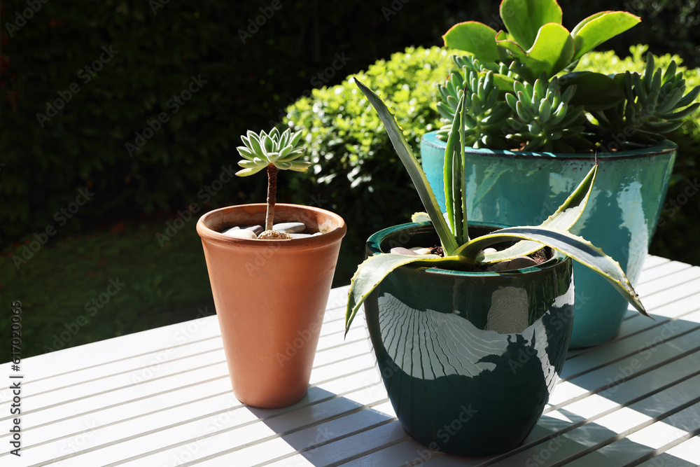 Piante grasse e succulente in vaso, still life all'aperto, in giardino  Stock Photo