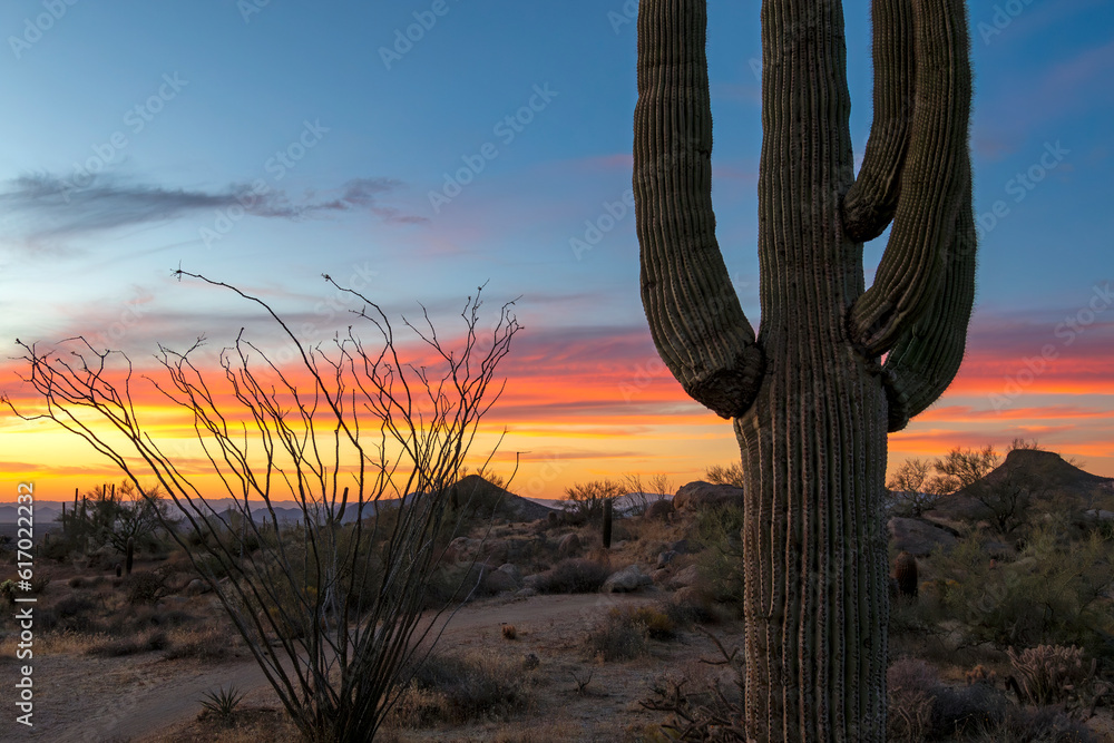 Close Up View Of Cactus Plants At Sunset Time In Arizona
