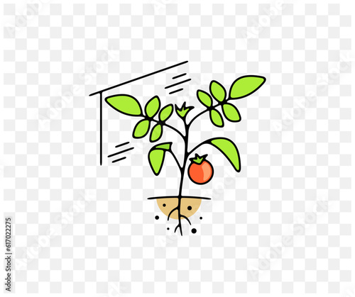 Greenhouse, hothouse, glasshouse, tomatoes and tomato, colored graphic design. Plant, vegetables, food, meal, garden and beds, vector design and illustration