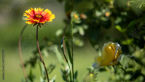 a red yellow flower in uzbekistan photo