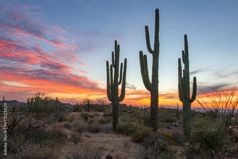 Arizona Desert Sunset Landscape With Cactus Arizona Desert Sunset Landscape With Cactus