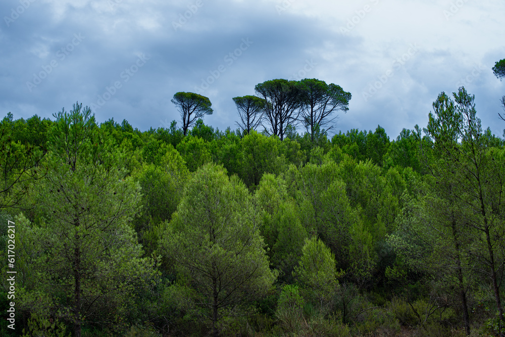 Parc Natural del Montgrí
Parc naturel de Montgri, à proximité de l'Escala. Parc Natural del Montgrí
Parc naturel de Montgri, à proximité de l'Escala.