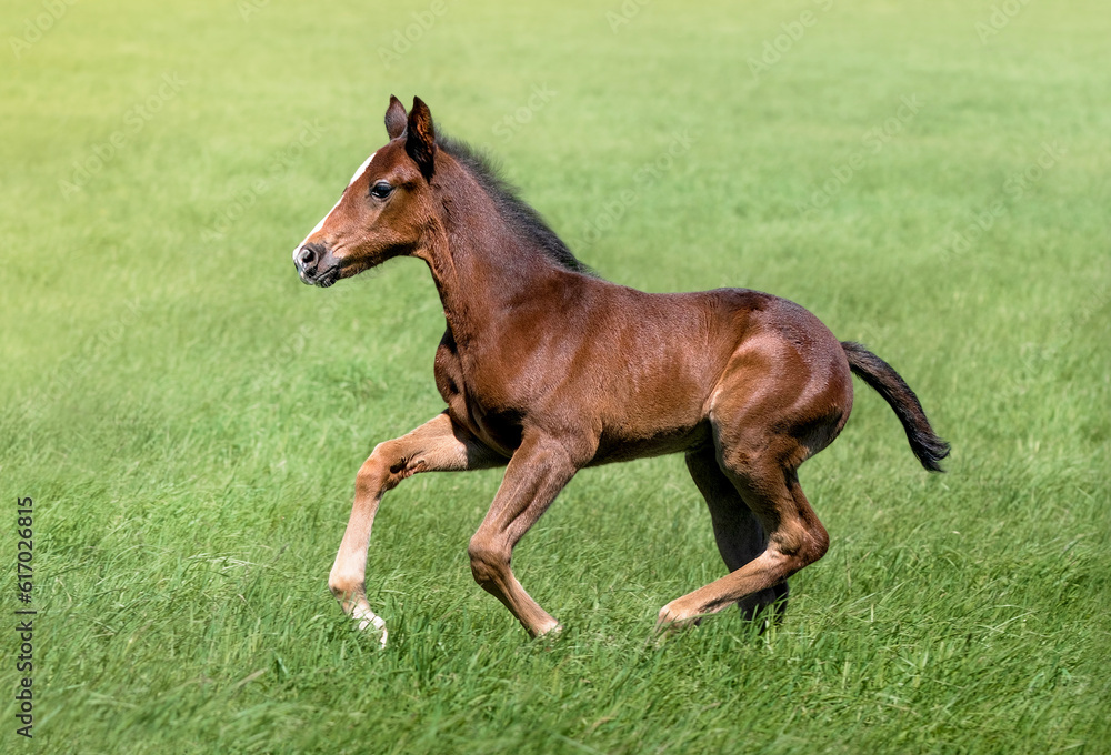 Portrait of a thoroughbred colt grazing in a meadow. Pasture on a sunny summer day. Summer background. The beautiful newborn horse. Sports horse Portrait of a thoroughbred colt grazing in a meadow. Pasture on a sunny summer day. Summer background. The beautiful newborn horse. Sports horse