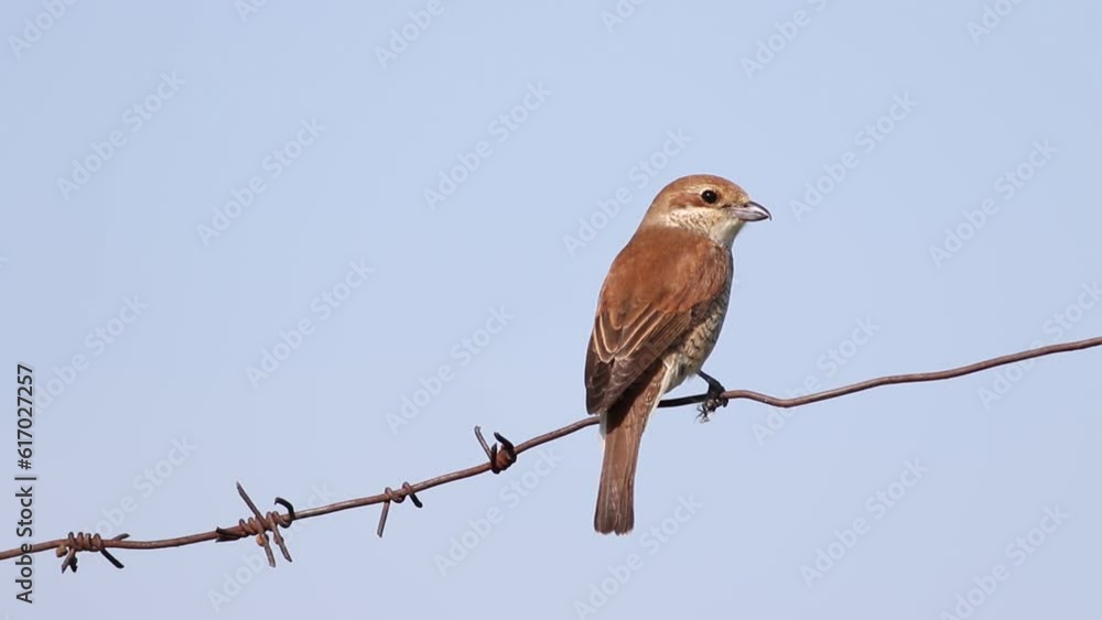 Red-backed shrike, Lanius collurio. Female sitting on a barbed wire fence, close-up Red-backed shrike, Lanius collurio. Female sitting on a barbed wire fence, close-up