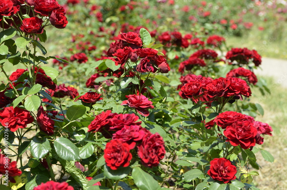 Red roses in summer garden. Rosarium.