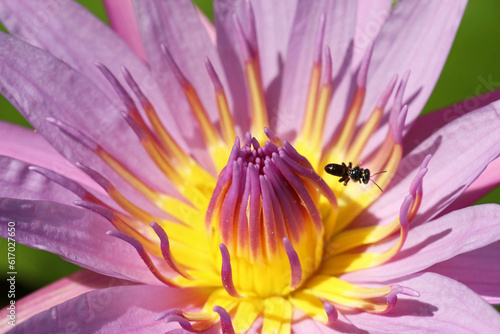 Lotus flowers have a variety of unique colors. Bees look for food or drink from various flowers. The more flowers  the faster the bees produce honey.