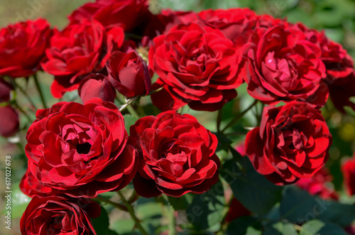 Red roses in summer garden. Rosarium.