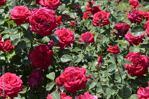 Red roses in summer garden. Rosarium.