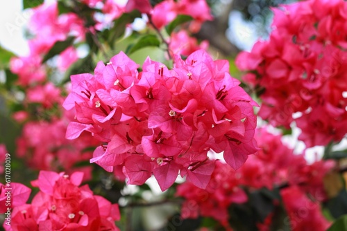 Bougenville or Paper flowers or bougainvillea The flowers of this plant are small, generally red and white in color, but each cluster of three flowers is surrounded by three or six bracts photo