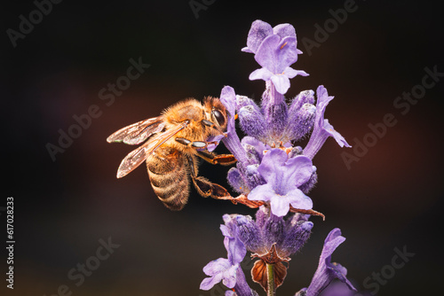 Westliche Honigbiene Apis mellifica an Lavendelblüte makro photo