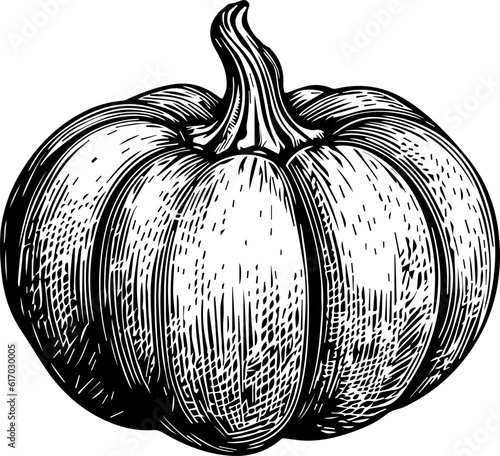 Illustration of a pumpkin in engraving style.