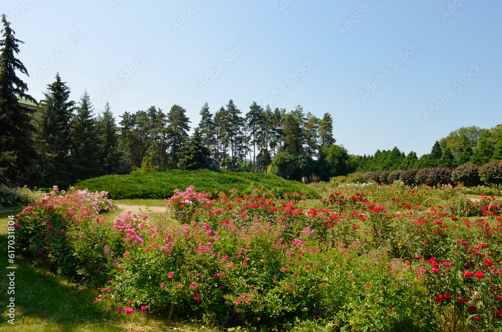 Obraz premium Rosarium. Roses in the garden in summer.