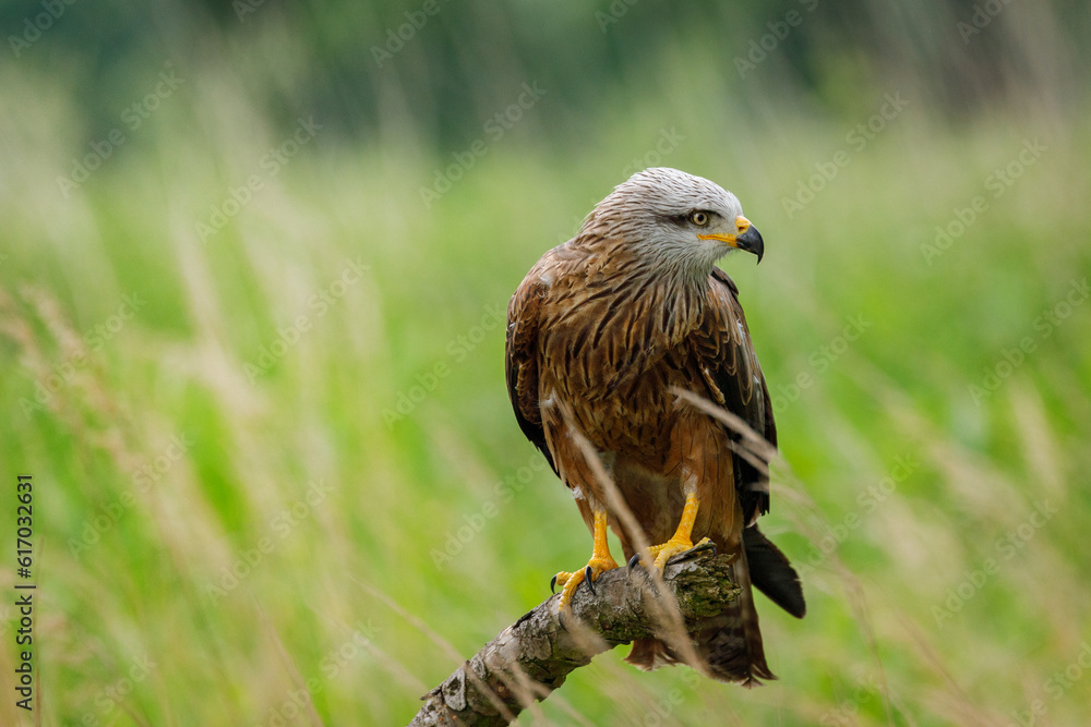 Black kite, Milvus migrans, perched on branch in meadow. Endangered bird of prey in windy summer day. Cute bird with beautiful eyes and feather. Wildlife nature. Natural habitat. Wild black kite. Black kite, Milvus migrans, perched on branch in meadow. Endangered bird of prey in windy summer day. Cute bird with beautiful eyes and feather. Wildlife nature. Natural habitat. Wild black kite.