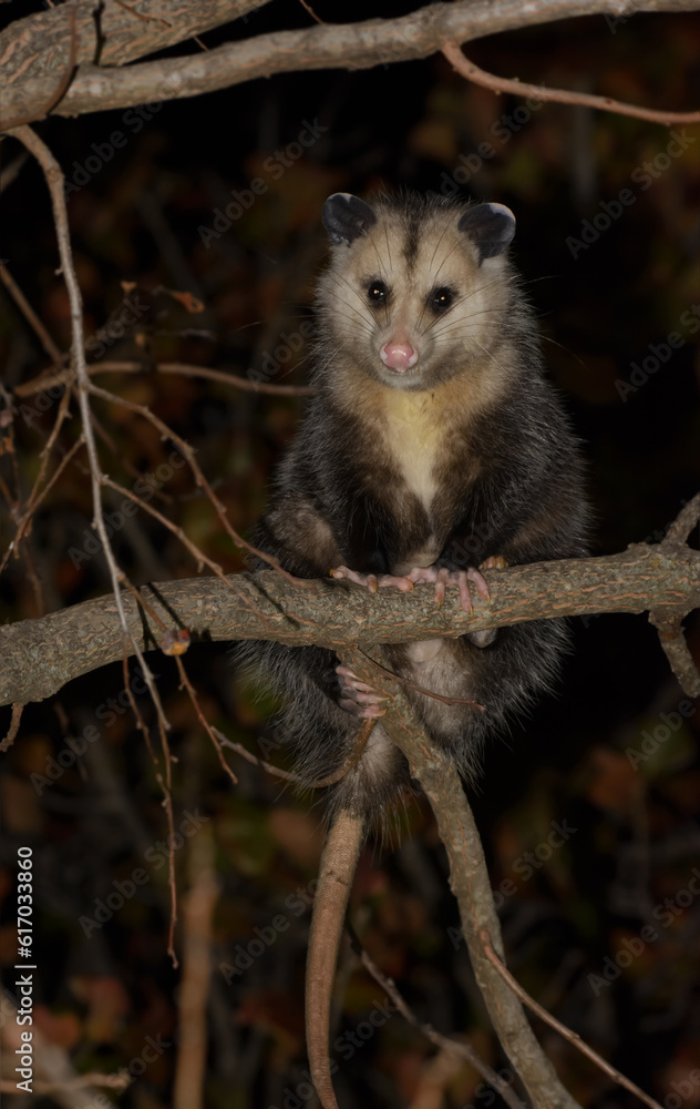 Virginia opossum up in a persimmon tree at night in fall, looking for fruit to eat