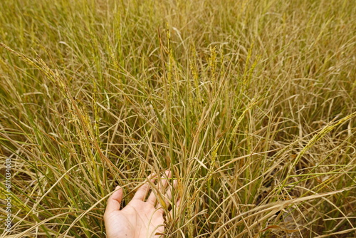 Rice field agriculture grain food yield season