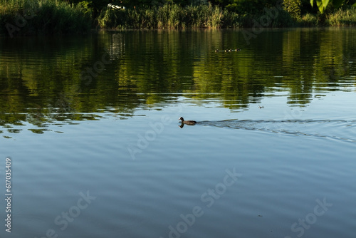 Duck swims in the pond.