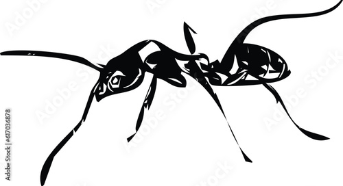 argentine ant