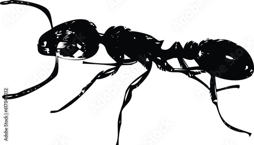 pavement ant