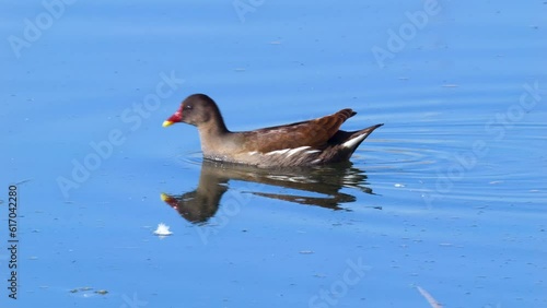 Wildlife - Birds. Common moorhen, live in all lakes and ponds with fresh water, whose shores are covered with reeds. They feed on a variety of aquatic plants, plant seeds and fruits, and various insec photo