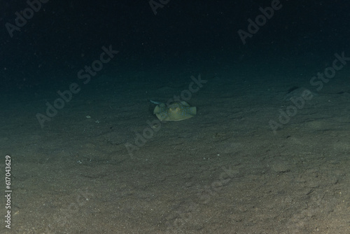 Blue-spotted stingray On the seabed in the Red Sea  © yeshaya