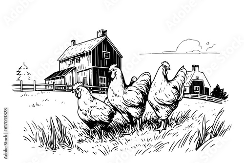 Chickens in farm  sketch. Rural landscape in vintage engraving style vector illustration