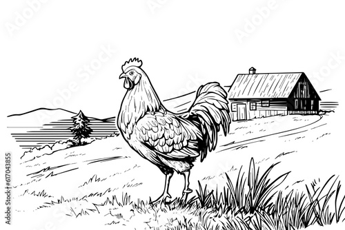 Chickens in farm  sketch. Rural landscape in vintage engraving style vector illustration