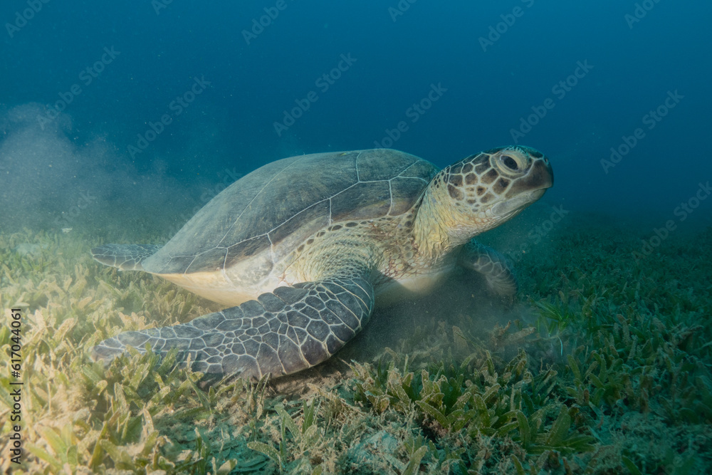 Hawksbill sea turtle in the Red Sea, Eilat, Israel
