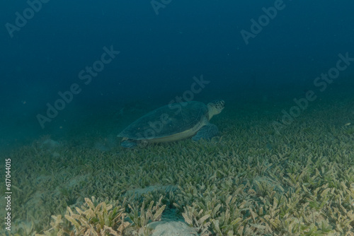 Hawksbill sea turtle in the Red Sea, Eilat, Israel 