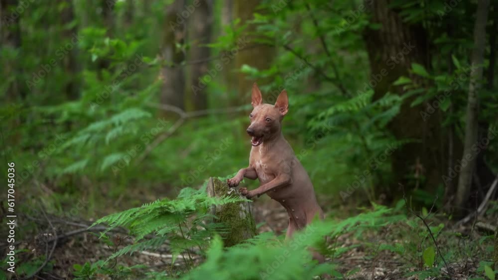 dog in ferns. American Hairless Terrier in the green forest. Pet in nature
