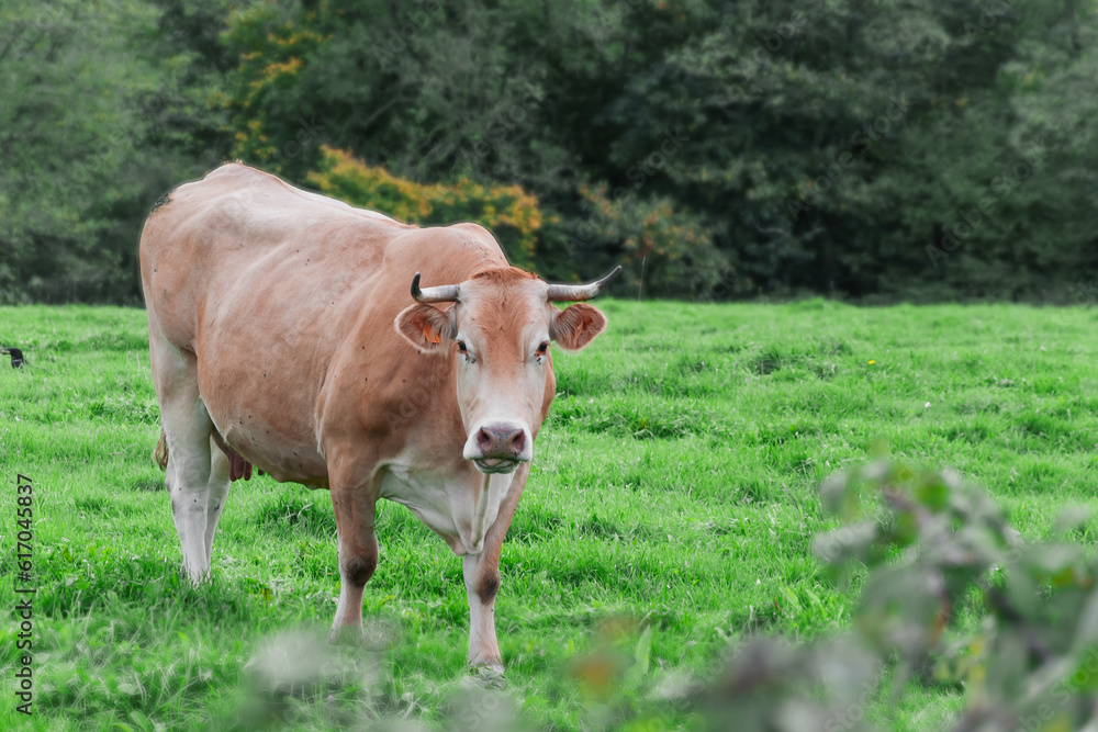 a brown cow stands in a field on green grass, there is a place for an inscription