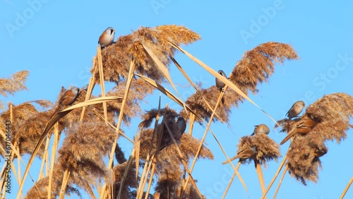 Wildlife - Birds. They feed on bearded reedling (Panurus biarmicus) birds, insects and reed seeds that live in large reeds in wetlands.