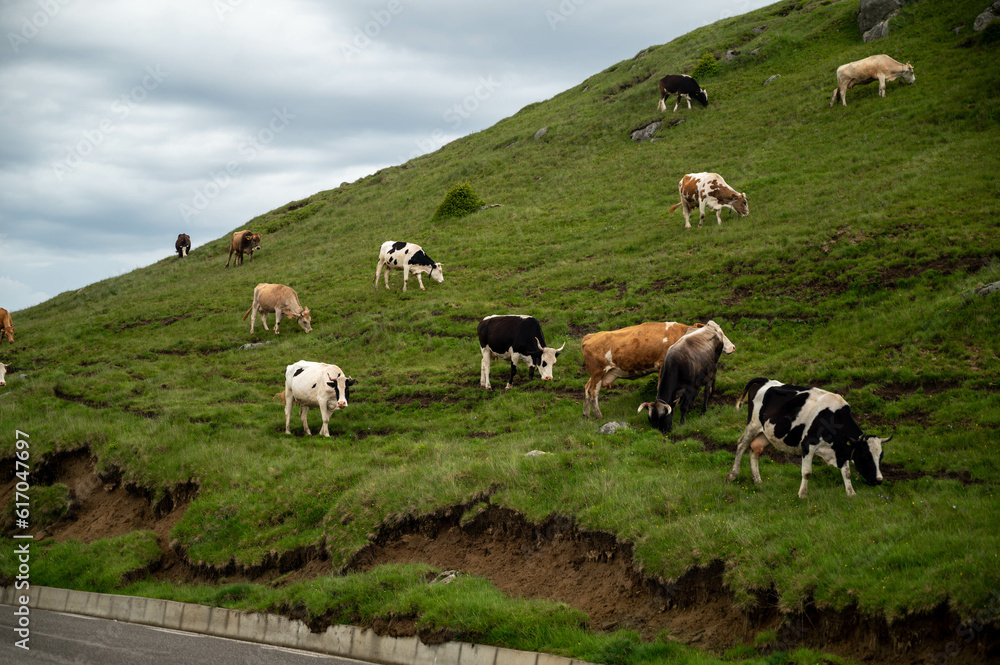 Obraz premium cows in the field