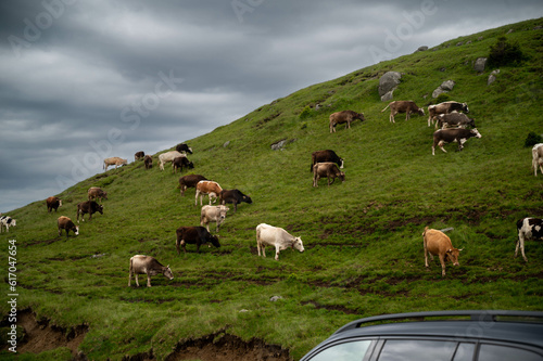 sheep on a meadow