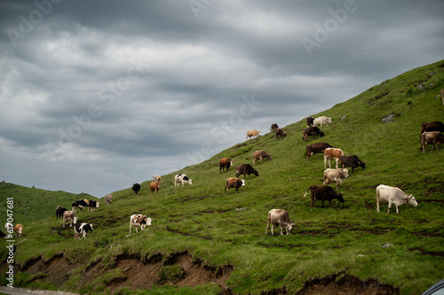 cows on a meadow