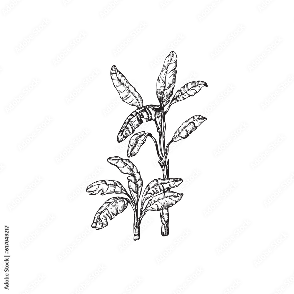 Handdrawn palm tree illustration, palm tree drawing, island tree, wild tree, africa, tropical, jungle Handdrawn palm tree illustration, palm tree drawing, island tree, wild tree, africa, tropical, jungle