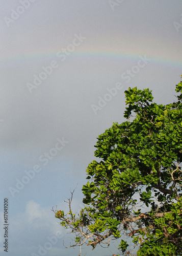 tree, rainbow, rain