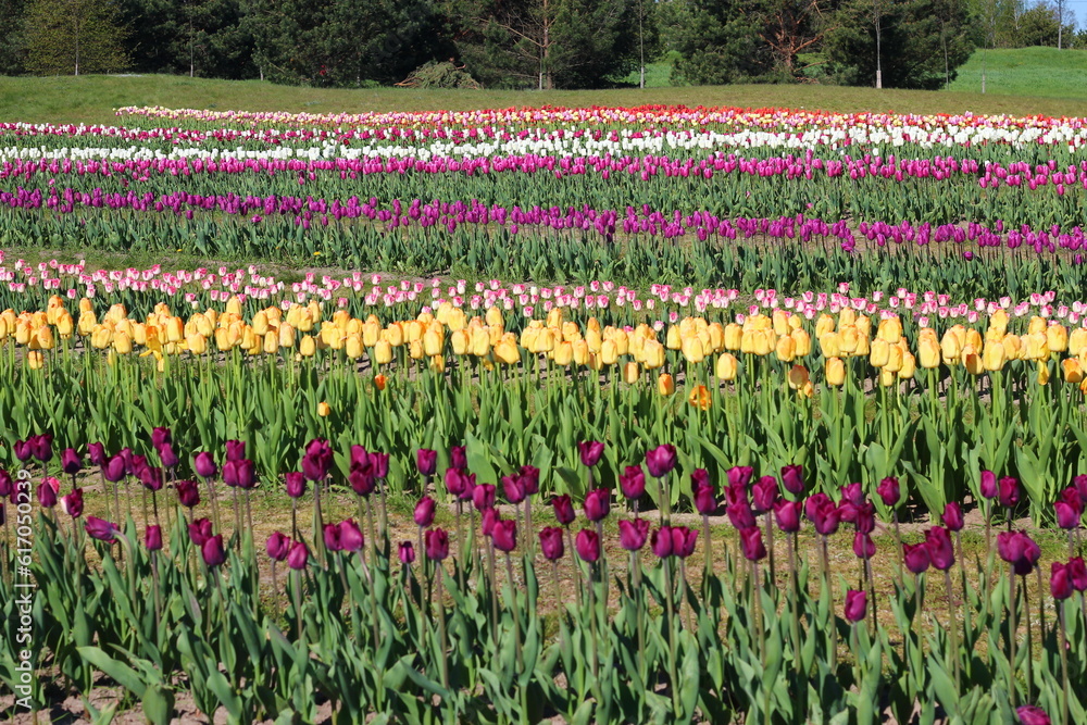 Field multicolored tulips. Beautiful spring season. Floral background for design, greeting card, wallpaper.