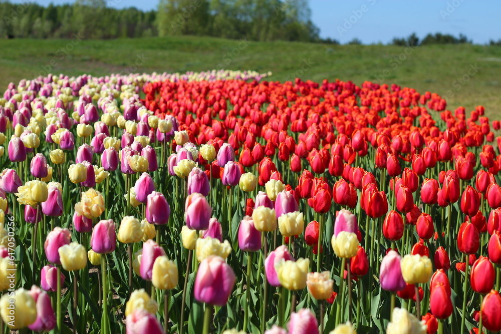 Field multicolored tulips. Beautiful spring season. Floral background for design, greeting card, wallpaper.