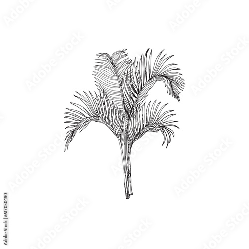 Handdrawn palm tree illustration, palm tree drawing, island tree, wild tree, africa, tropical, jungle