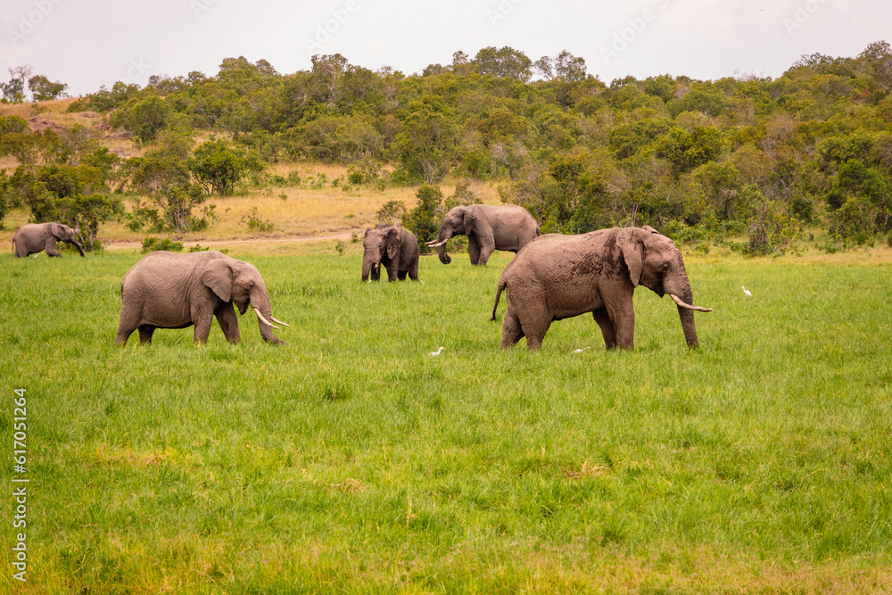 A herd of elephants grazing in the wild at Ol Pejeta Conservancy, Kenya