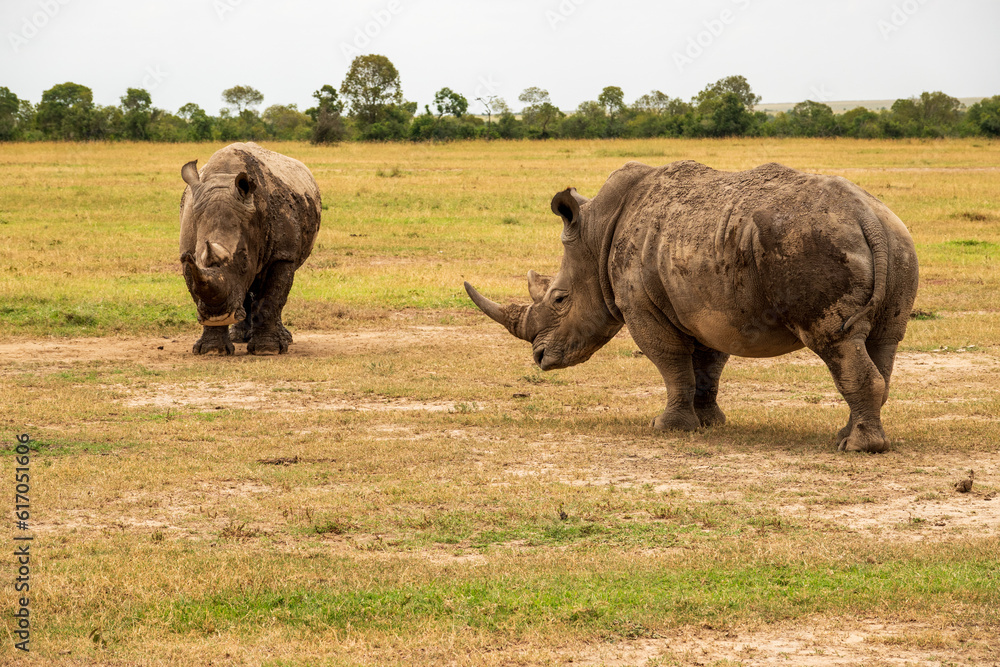 Fototapeta premium A herd of white rhinos grazing in the wild at Ol Pejeta Conservancy in Nanyuki, Kenya