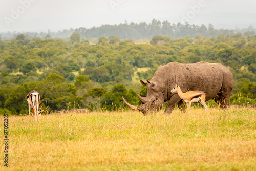 A herd of white rhinos grazing in the wild at Ol Pejeta Conservancy in Nanyuki, Kenya photo