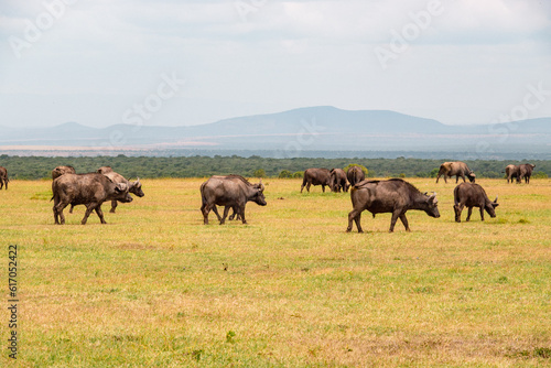 A herd of buffaloes grazing in the wild at Ol Pejeta Conservancy in Nanyuki, Kenya