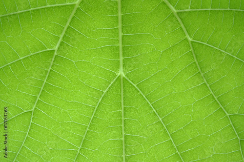green leaf background texture macro photography