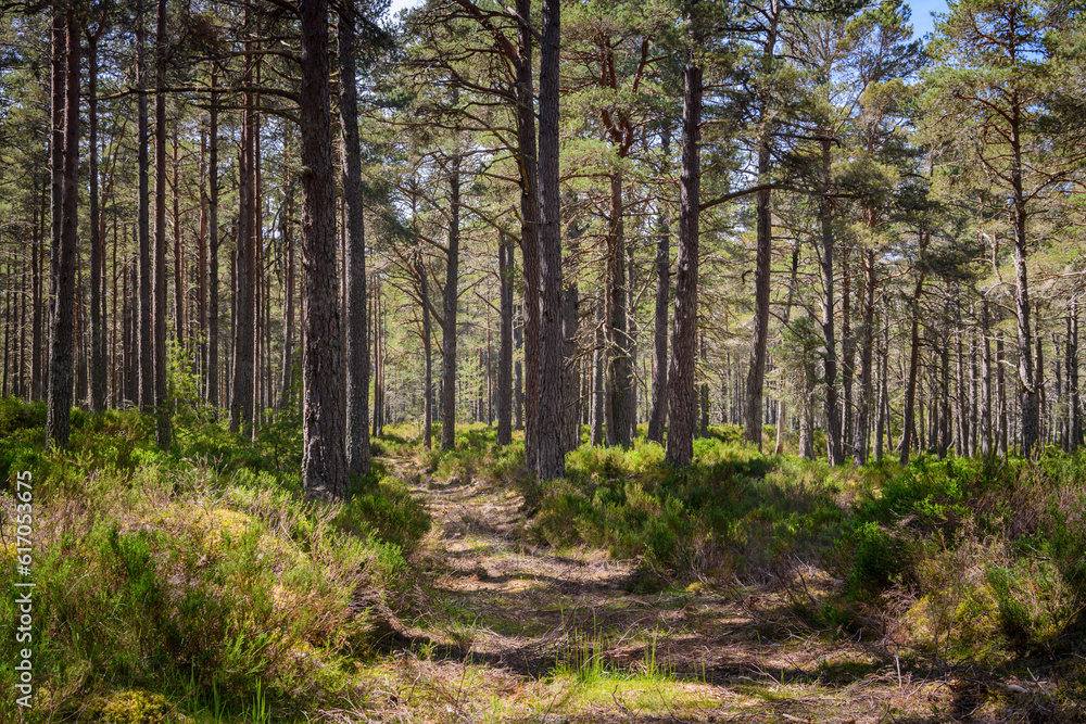 A summer HDR of trees in the Ancient Caledonian Forest at Abernethy, Scotland. Blaeberry and dappled light adorn the forest floor. 9th June 2023