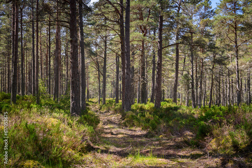 Wallpaper Mural A summer HDR of trees in the Ancient Caledonian Forest at Abernethy, Scotland