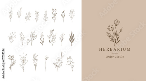 Botanical elegant, delicate hand drawn elements, minimalist modern style. Vector illustrations