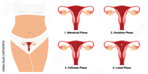 The phase of the menstrual cycle female reproductive system vector illustration
