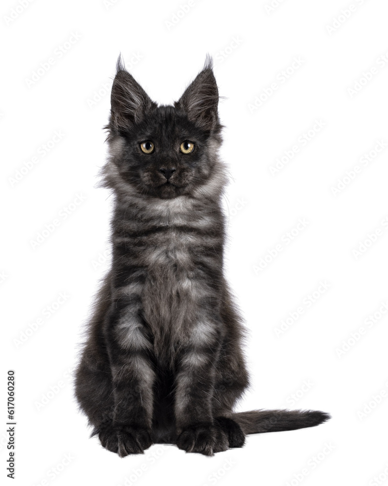Adorable impresive black smoke Maine Coon cat kitten, sitting up facing front. Looking straight at camera. Isolated cutout on a transparent background.